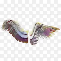 紫色 翅膀 羽毛-空若网 紫色 翅膀 羽毛-空若网