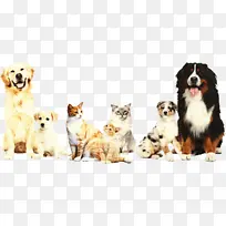 伯尔尼山狗 澳大利亚牧羊犬 澳大利亚牛狗-空若网 伯尔尼山狗 澳大利亚牧羊犬 澳大利亚牛狗-空若网