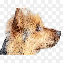 诺里奇梗 澳大利亚丝梗 澳大利亚梗-空若网 诺里奇梗 澳大利亚丝梗 澳大利亚梗-空若网