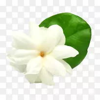 阿拉伯茉莉花摄影花卉剪贴画-茉莉花-空若网 阿拉伯茉莉花摄影花卉剪贴画-茉莉花-空若网