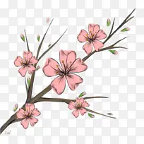 樱花 杯子 花-空若网 樱花 杯子 花-空若网