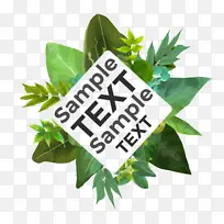 Ò¶×Ó Ë®²Ê» »¨-¿ÕÈôÍø Ò¶×Ó Ë®²Ê» »¨-¿ÕÈôÍø