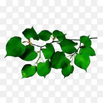 树枝 叶子 树-空若网 树枝 叶子 树-空若网