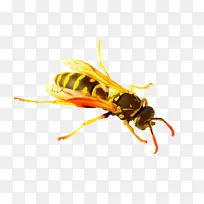 大黄蜂 昆虫 欧洲纸黄蜂-空若网 大黄蜂 昆虫 欧洲纸黄蜂-空若网