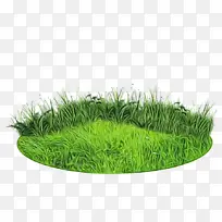 采购产品小麦草 商品 药草-空若网 采购产品小麦草 商品 药草-空若网