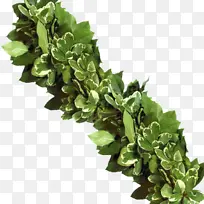 Ò¶ Ò©²Ý Ê÷-¿ÕÈôÍø Ò¶ Ò©²Ý Ê÷-¿ÕÈôÍø