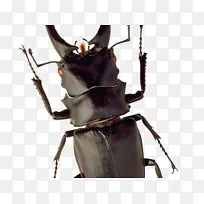 甲虫 侧影 昆虫-空若网 甲虫 侧影 昆虫-空若网