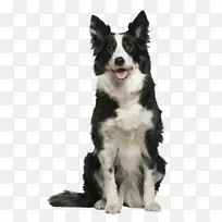 边境牧羊犬 粗牧羊犬 小狗-空若网 边境牧羊犬 粗牧羊犬 小狗-空若网