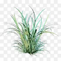 观赏植物 灌木 草-空若网 观赏植物 灌木 草-空若网