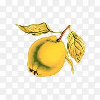 昆虫 梨 叶-空若网 昆虫 梨 叶-空若网