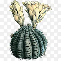 菠萝 树 植物-空若网 菠萝 树 植物-空若网