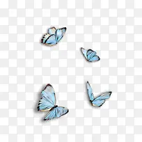 昆虫 蝴蝶 蓝色-空若网 昆虫 蝴蝶 蓝色-空若网