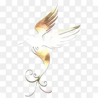 特征 喙 羽毛-空若网 特征 喙 羽毛-空若网