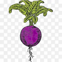 甜菜根 蔬菜 根类蔬菜-空若网 甜菜根 蔬菜 根类蔬菜-空若网