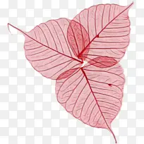 叶子 博客 枫叶-空若网 叶子 博客 枫叶-空若网