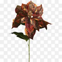 花 博客 切花-空若网 花 博客 切花-空若网