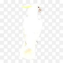 鼻子 耳朵 白色-空若网 鼻子 耳朵 白色-空若网