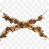 ���� Ĥ ֲ��-������