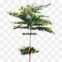 树枝 花盆 植物茎-空若网 树枝 花盆 植物茎-空若网