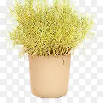 ²Ý ²Ý±¾Ö²Îï »¨Åè-¿ÕÈôÍø ²Ý ²Ý±¾Ö²Îï »¨Åè-¿ÕÈôÍø