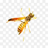 大黄蜂 蜜蜂 照相机-空若网 大黄蜂 蜜蜂 照相机-空若网