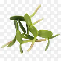 ֲ�ﾥ ���� ֲ��-������