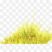 草 商品 计算机-空若网 草 商品 计算机-空若网