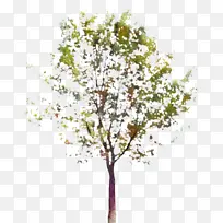 树枝 植物茎 叶-空若网 树枝 植物茎 叶-空若网