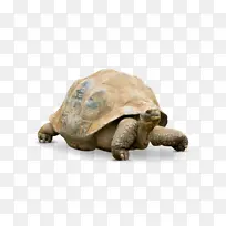 乌龟 阿尔达布拉巨龟 星龟-空若网 乌龟 阿尔达布拉巨龟 星龟-空若网