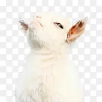 ¹· ºúÐë ±Ç×Ó-¿ÕÈôÍø ¹· ºúÐë ±Ç×Ó-¿ÕÈôÍø