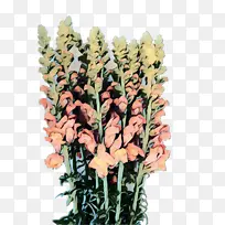 �л� ֲ�ﾥ ֲ��-������