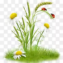 花束夹艺术-洋甘菊-空若网 花束夹艺术-洋甘菊-空若网