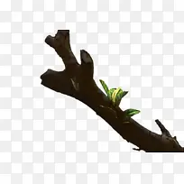 Ê÷Ö¦ ľͷ Ò¶×Ó-¿ÕÈôÍø Ê÷Ö¦ ľͷ Ò¶×Ó-¿ÕÈôÍø