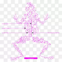 ���ܰ�ϵͳ��ϵͳѭ��ϵͳ����-��Ⱥ-������