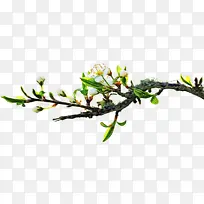 树枝 树 手机-空若网 树枝 树 手机-空若网