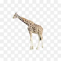 长颈鹿 剪影 动物-空若网 长颈鹿 剪影 动物-空若网