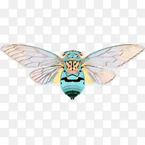 飞蛾 昆虫 蝴蝶-空若网 飞蛾 昆虫 蝴蝶-空若网