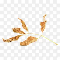 叶子 水彩画 计算机图形学-空若网 叶子 水彩画 计算机图形学-空若网