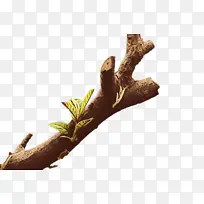 ��֦ �� ľͷ-������