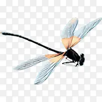 昆虫 膜 害虫-空若网 昆虫 膜 害虫-空若网