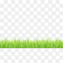 草坪 绿色 香根草-空若网 草坪 绿色 香根草-空若网