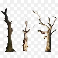 ľ�� ��֦ ��ľ-������