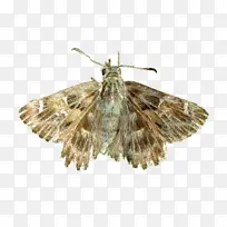 蝴蝶 刷足蝴蝶 飞蛾-空若网 蝴蝶 刷足蝴蝶 飞蛾-空若网