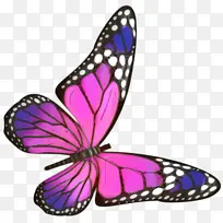 ������ ���� ����-������