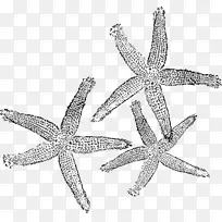 海星 身体珠宝 珠宝-空若网 海星 身体珠宝 珠宝-空若网