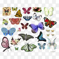 刷足蝴蝶 蝴蝶 昆虫-空若网 刷足蝴蝶 蝴蝶 昆虫-空若网