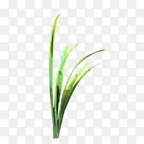 采购产品甜草 植物茎 叶-空若网 采购产品甜草 植物茎 叶-空若网