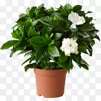 �����������ڻ�԰��������ֲ��-������