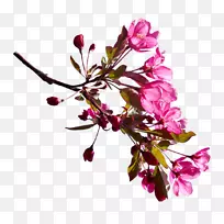 �廨����-ӣ��-������