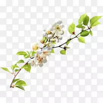 枝条剪贴画-樱花-空若网 枝条剪贴画-樱花-空若网